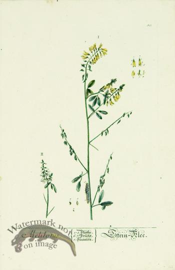 Blackwell German 259